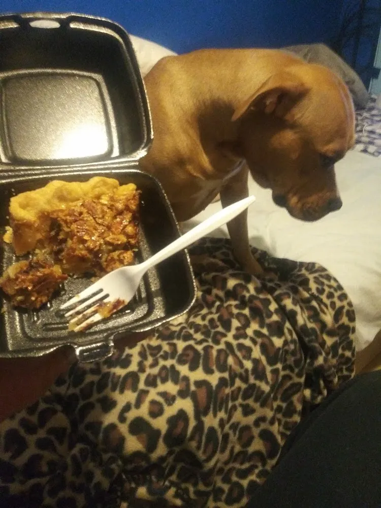 Kentucky Mud Pie Baby My Puppy Had to Keep Sniffing